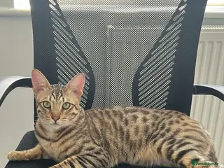 Savannah cats Savannah Cat - Advert 6