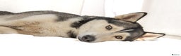 Siberian Husky dogs for stud: For stud only (quality proven stud ) in Wakefield - Advert 24