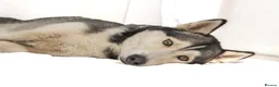 Siberian Husky dogs for stud: For stud only (quality proven stud ) in Wakefield - Advert 24