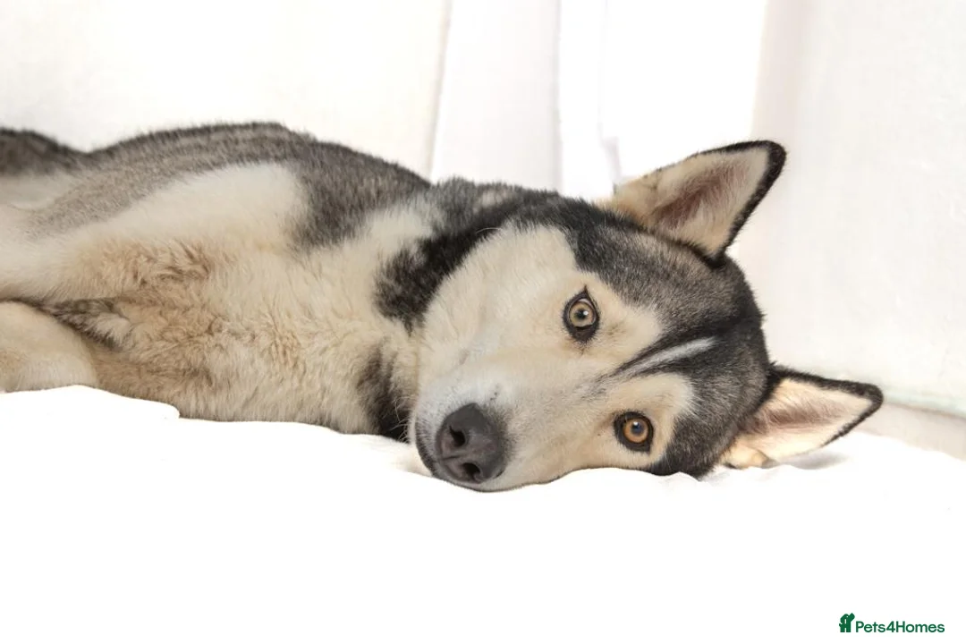 Siberian Husky dogs for stud: For stud only (quality proven stud ) in Wakefield - Advert 24