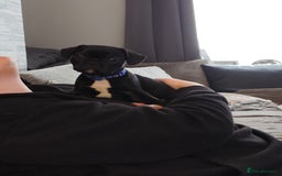 French Bulldog dogs for sale: French bulldog puppies  - Image 4