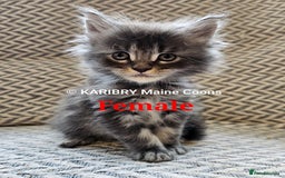 Maine Coon cats for sale: Quality Maine Coon kittens TICA registered  - Image 20