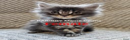 Maine Coon cats for sale: Quality Maine Coon kittens TICA registered  - Advert 16