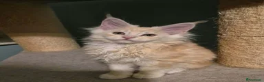 Maine Coon 2