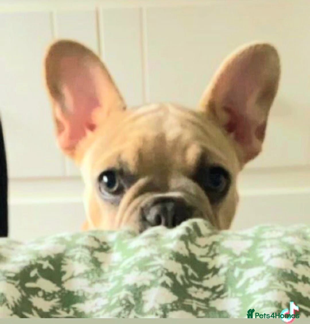 French Bulldog dogs for sale: Girl French bulldog 3 yrs  - Image 6