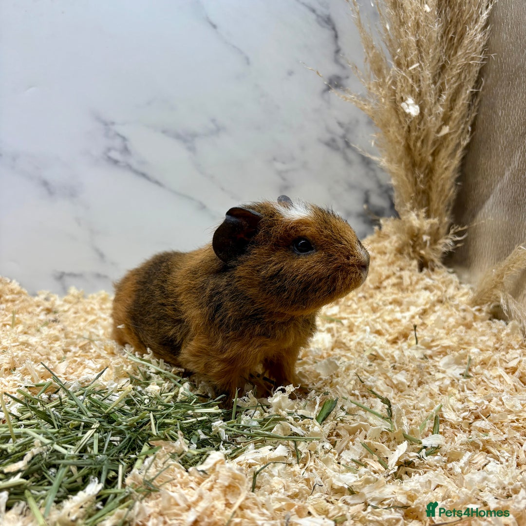 Guinea Pig rodents for sale: Multiple Baby Girls available 💗  - Image 2