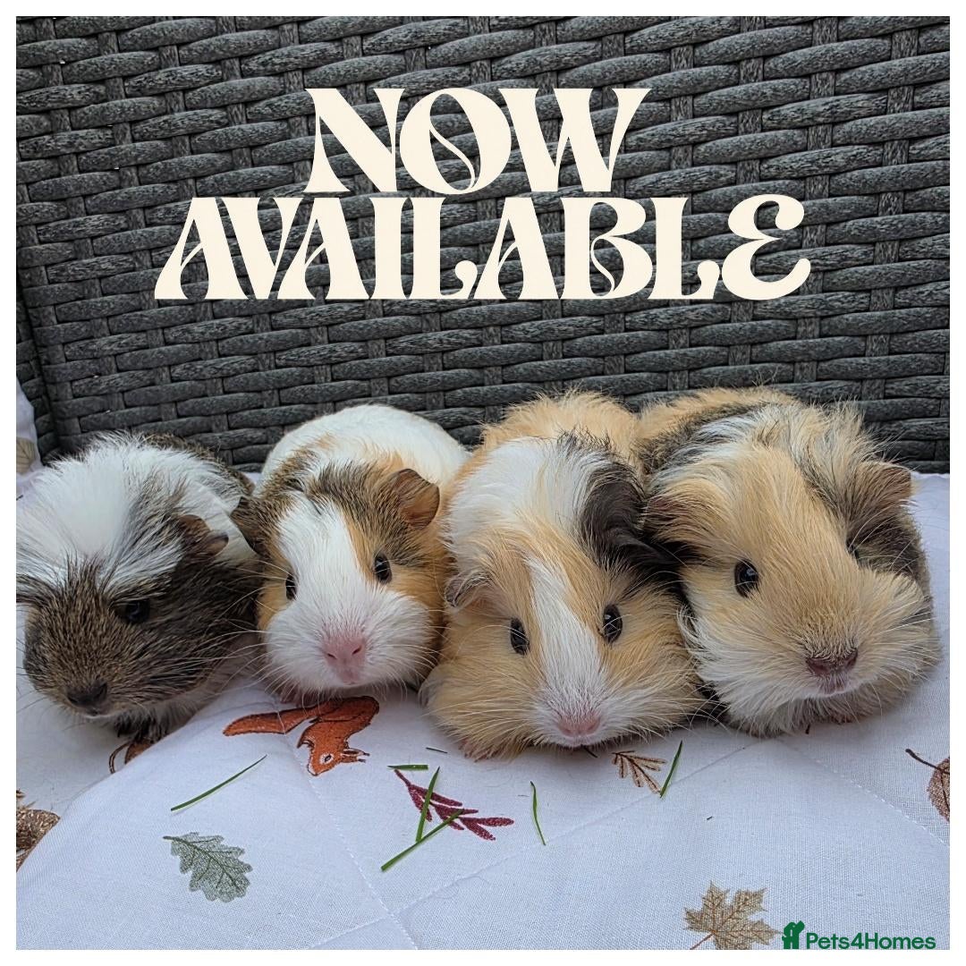 Guinea Pig rodents Baby Guinea Pigs for Sale! - Advert 9