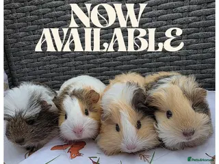 Guinea Pig rodents Baby Guinea Pigs for Sale! - Advert 9