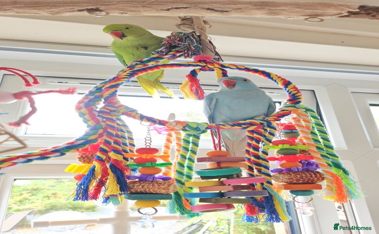 Ringnecks birds - Advert 1