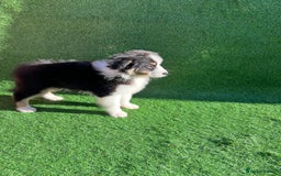 Australian Shepherd dogs for sale: Australia shepherd Kc puppies  - Image 10