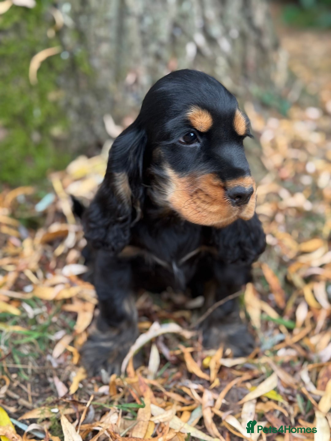 Cocker Spaniel dogs for sale: TRUE SHOW TYPE HEALTH TESTED SHOW TYPE  - Image 14