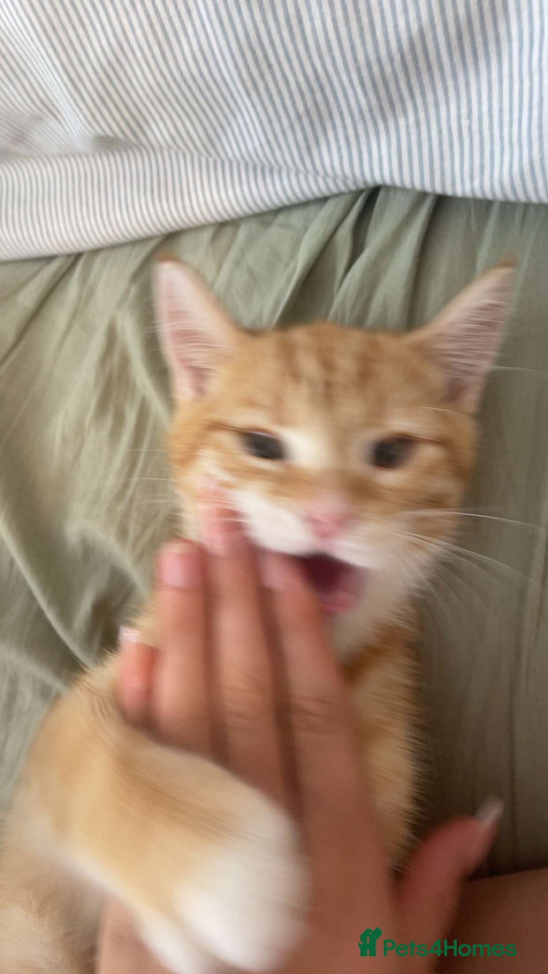 British Shorthair cats for sale: 3 month old kitten. ginger  - Image 5