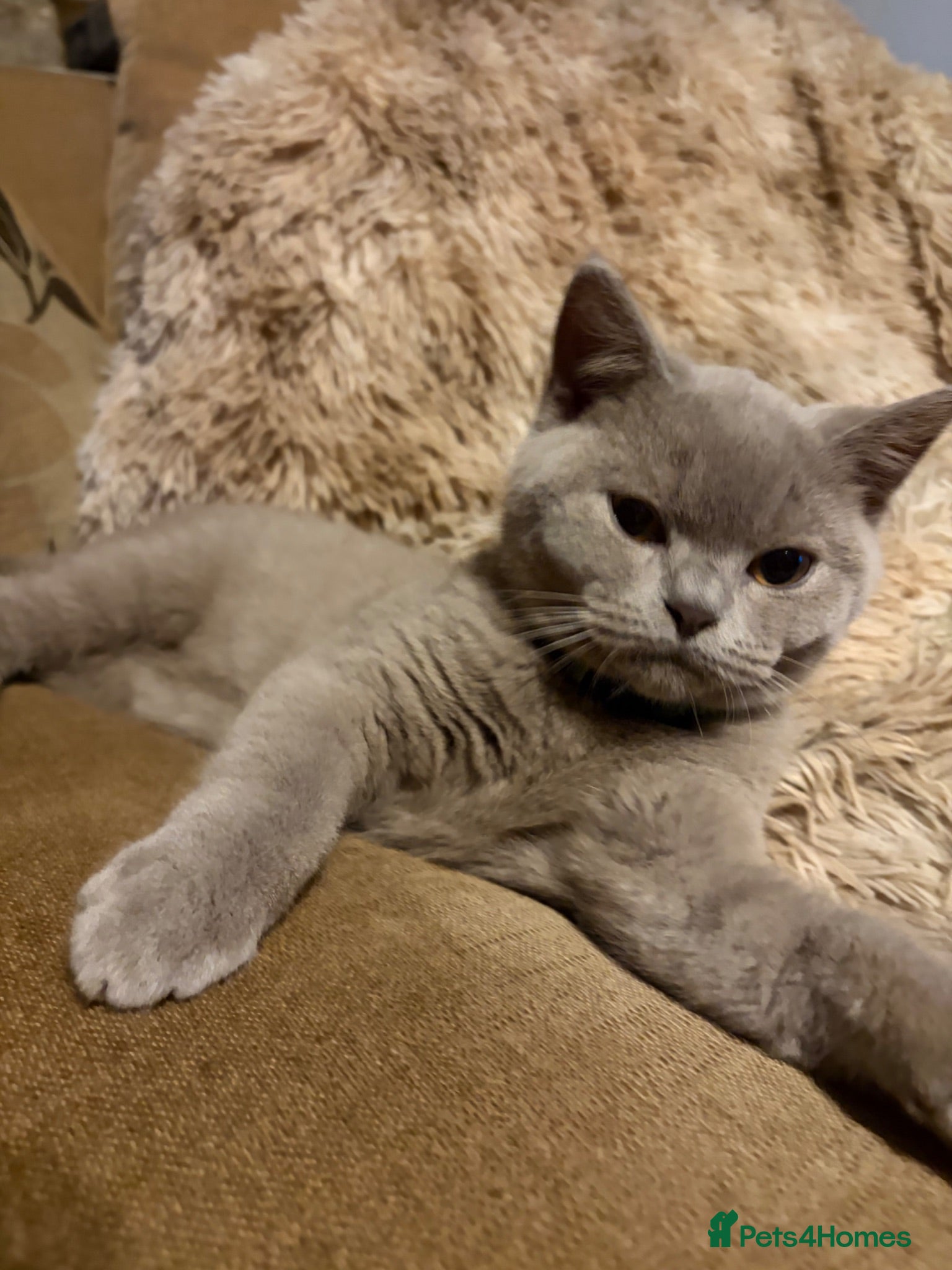 British Shorthair cats Beautiful pedigree British Shorthair kittens - Advert 11