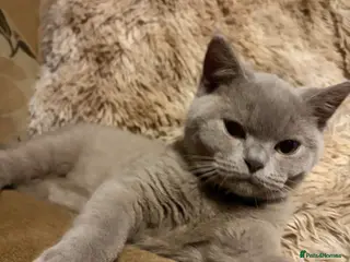 British Shorthair cats Beautiful pedigree British Shorthair kittens - Advert 11