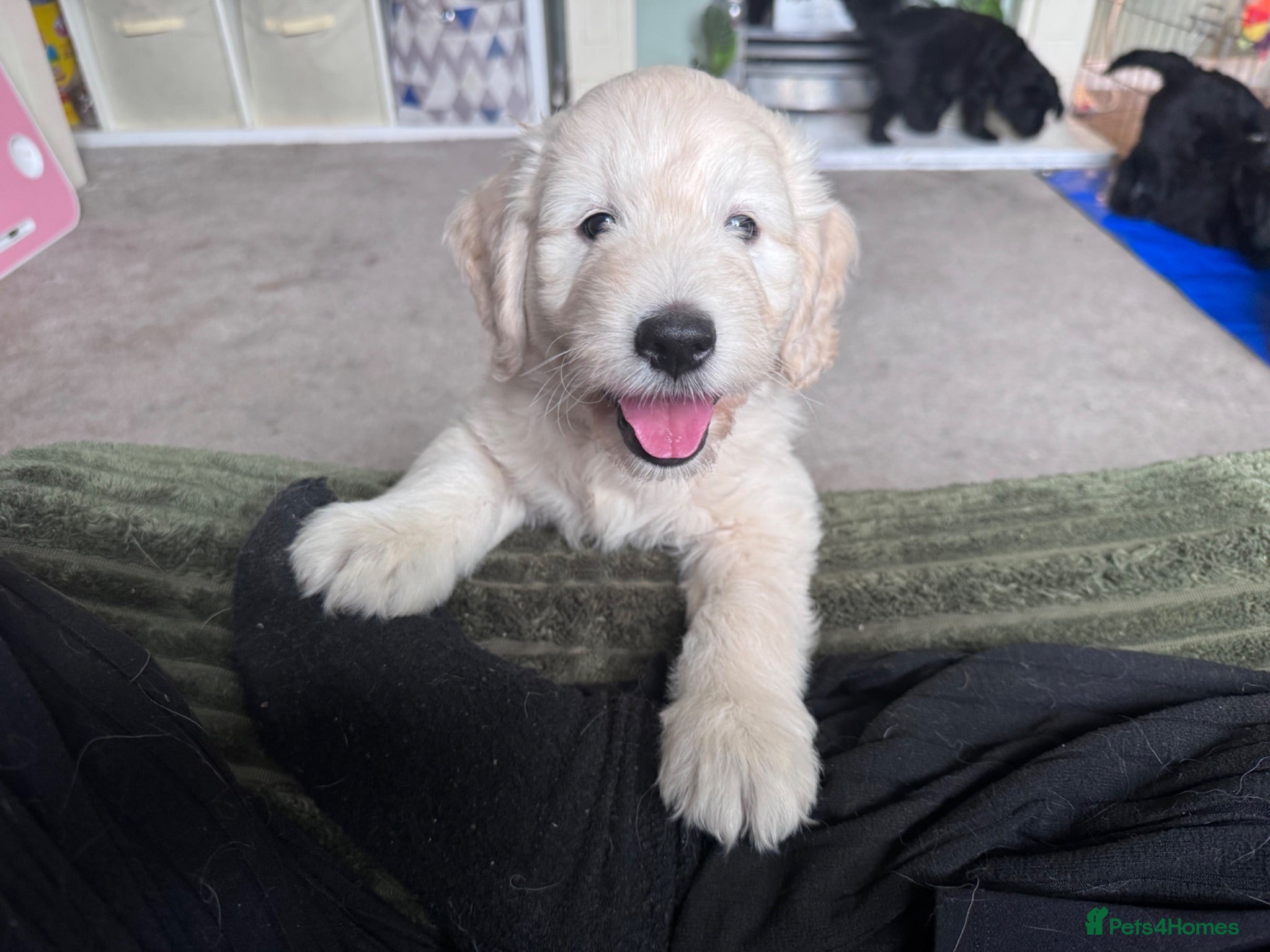 Mini Goldendoodle dogs F1 Miniature Goldendoodles  *READY NOW* - Advert 1