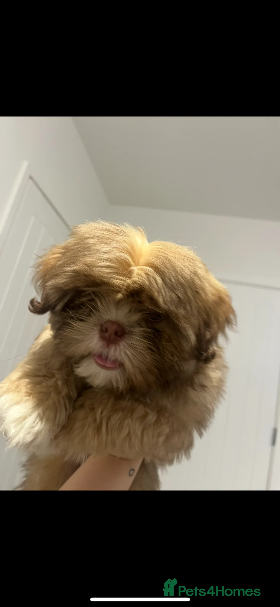 Shih Tzu dogs for sale: 6 month old lilac shih tzu - Advert 11