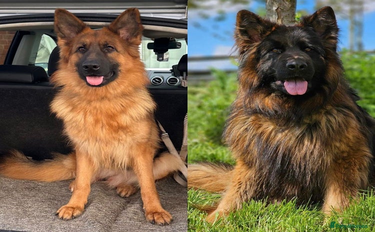German Shepherd dogs - Advert 1