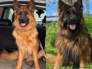 German Shepherd dogs - Advert 7