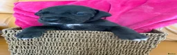 Great Dane dogs for sale: Ready to go! Pedigree blue & black Great Dane Pups - Advert 25