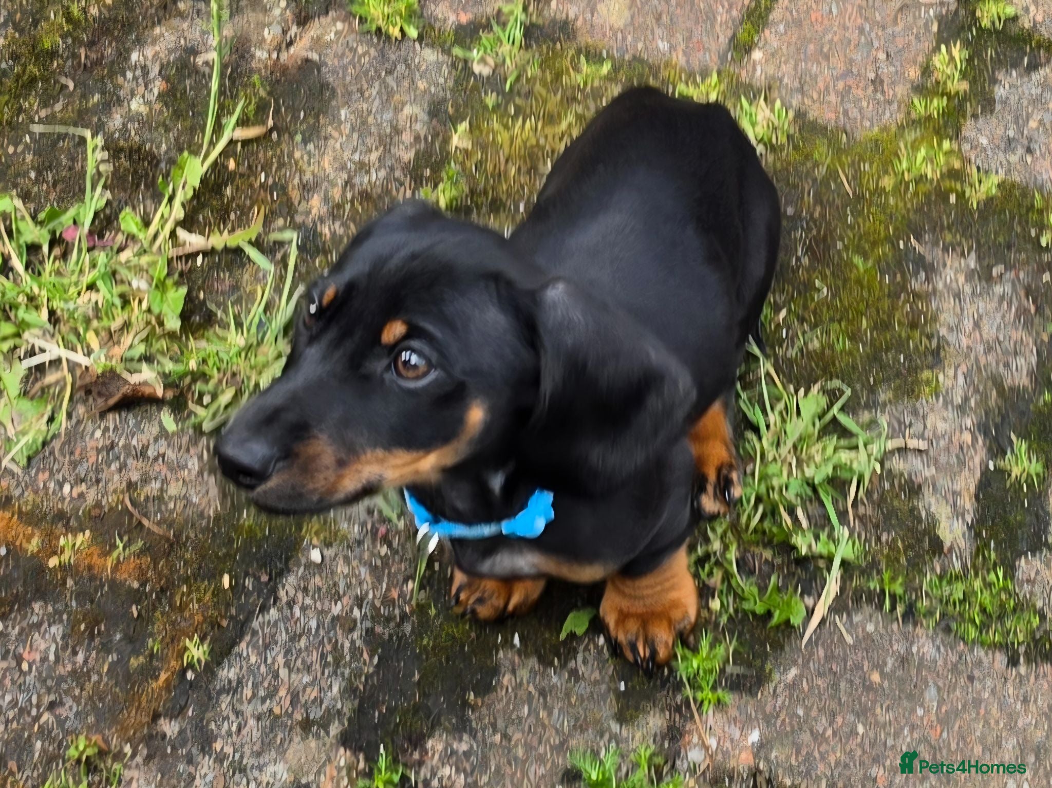 Dachshund dogs Mega cute half long haired dachshund puppies  - Advert 2