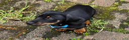 Dachshund dogs for sale: Mega cute half long haired dachshund puppies  - Advert 3