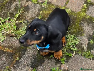 Dachshund dogs Mega cute half long haired dachshund puppies - Advert 2