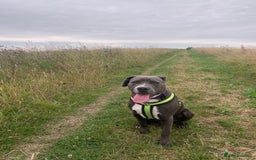 Mixed Breed dogs for sale: Ronald - Image 1