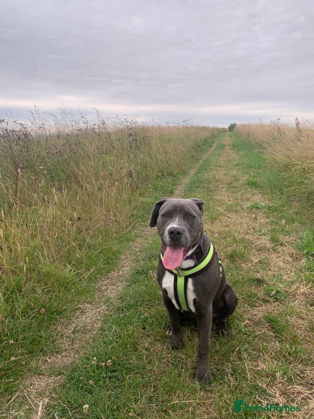 Mixed Breed dogs for sale: Ronald - Image 1