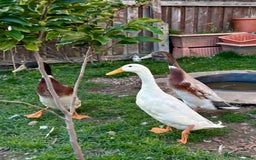 Ducks poultry for sale: Three male runners  - Image 2