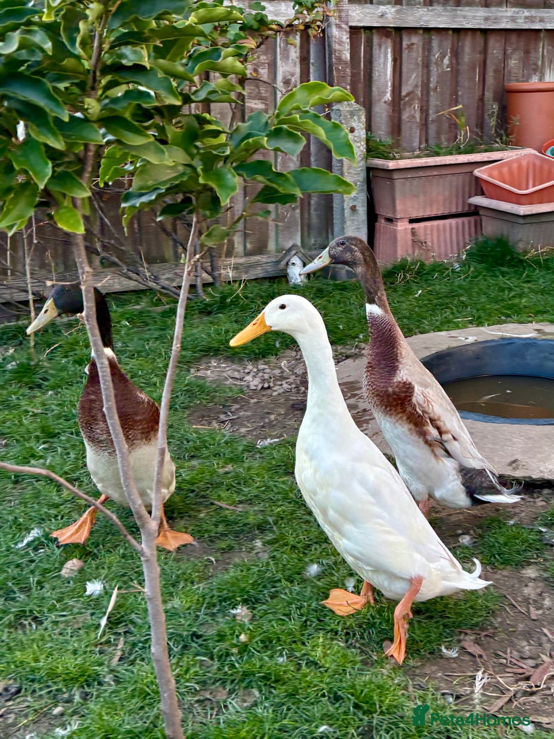 Ducks poultry for sale: Three male runners  - Image 2