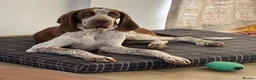 Bracco Italiano dogs for sale: Male Bracco Italiano  - Advert 7