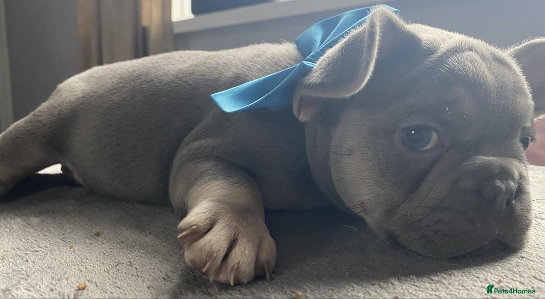 French Bulldog dogs for sale: Fluffy carrier French bulldogs - Advert 7