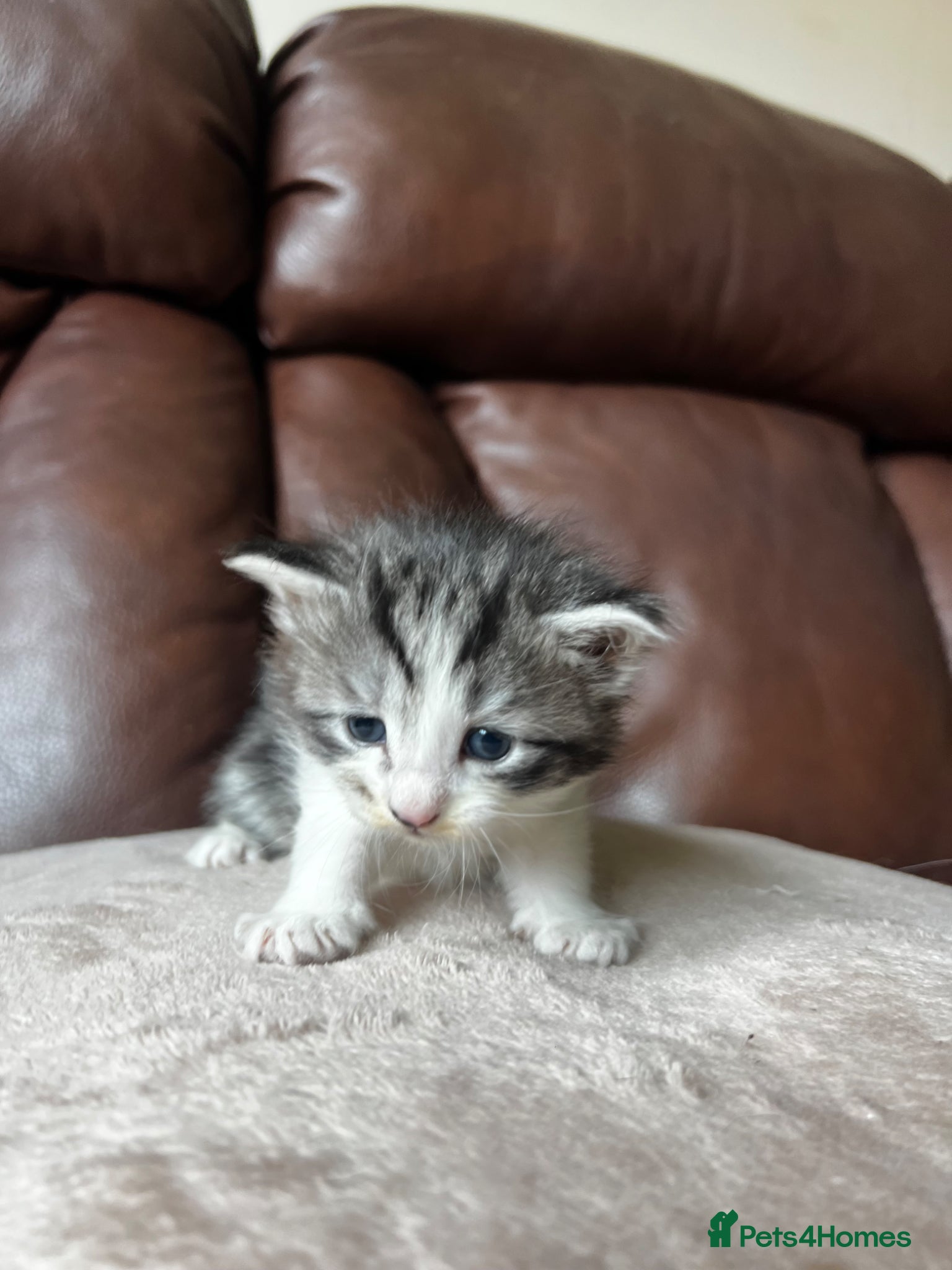 Mixed Breed cats for sale: Norwegian Forest x kittens - Advert 8