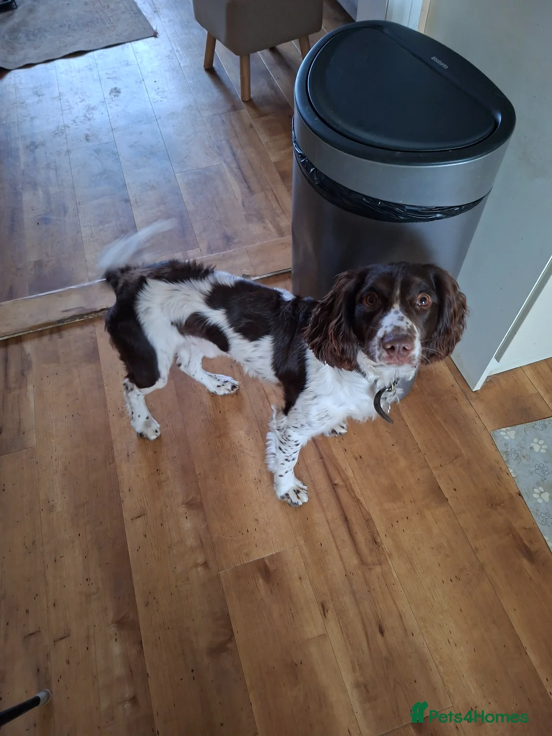 Cocker Spaniel dogs for sale: Monty in Diss - Advert 1