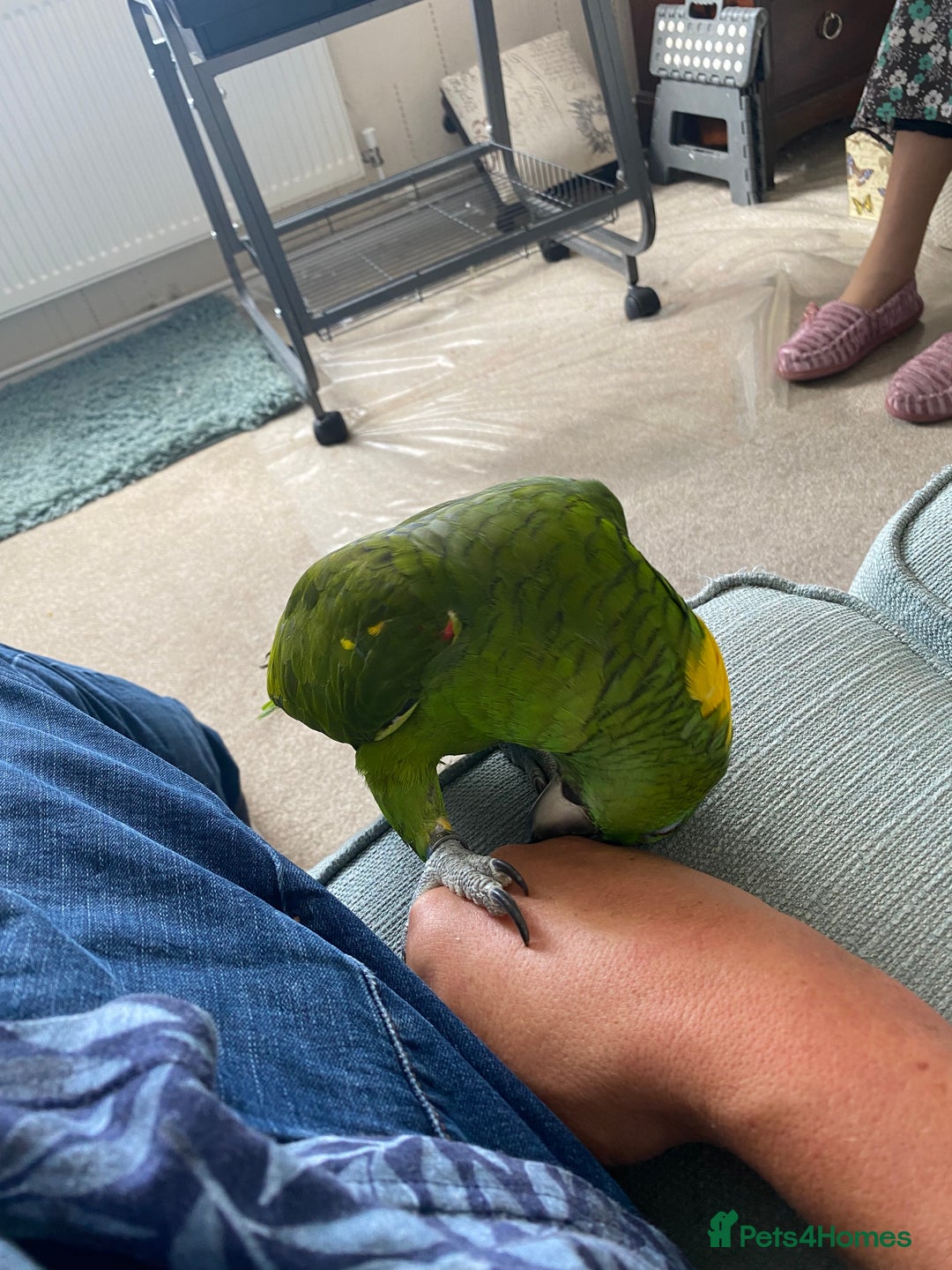Parrots birds for sale: Yellow fronted Amazon. Urgent sale. Owner in care - Image 2