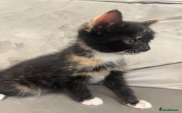 Domestic Shorthair cats for sale: The lovely 8 week kitten ready for rehome - Image 3