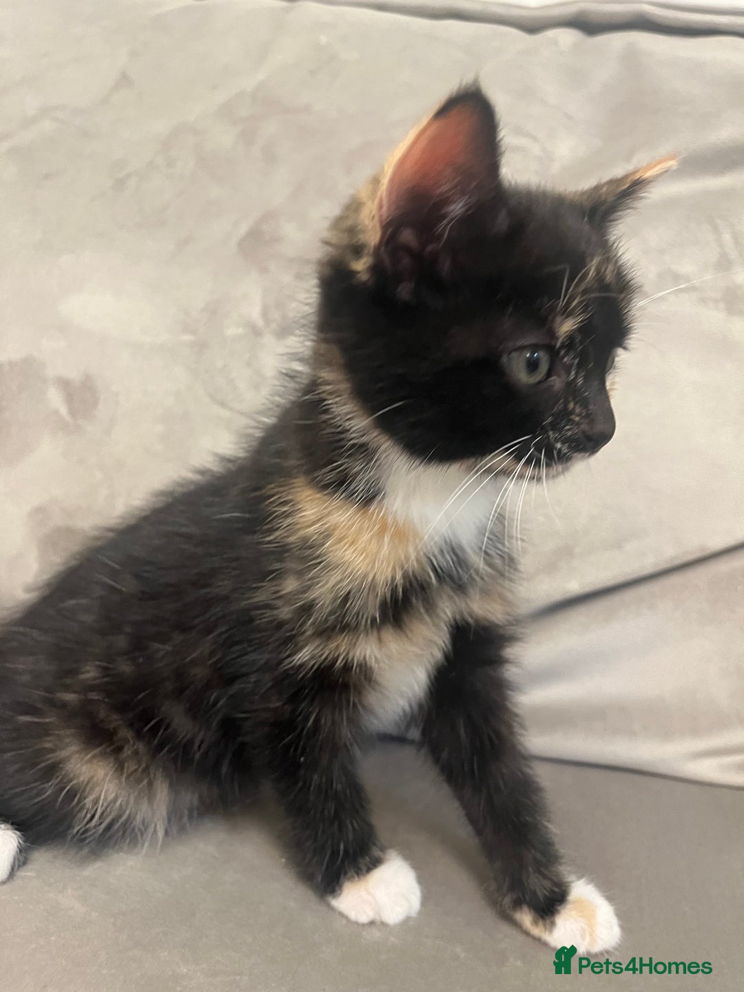 Domestic Shorthair cats for sale: The lovely 8 week kitten ready for rehome - Image 3