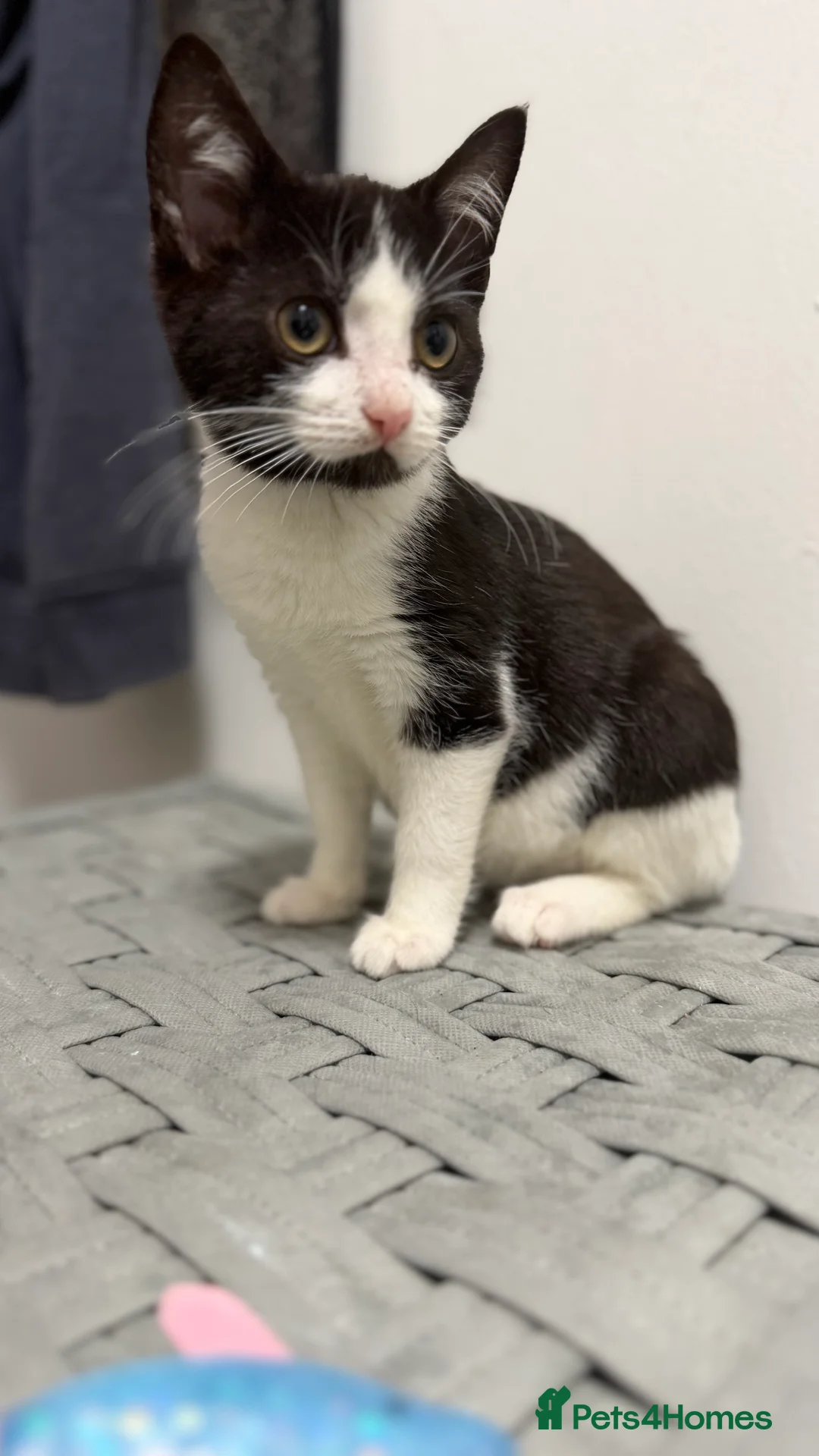 Mixed Breed cats for sale: Beautiful Bsh mixed litter now ready  - Advert 4