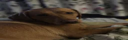 Mixed Breed dogs for sale: Beutiful 2nd litter of 5 lab X cockapoos  in York - Advert 3