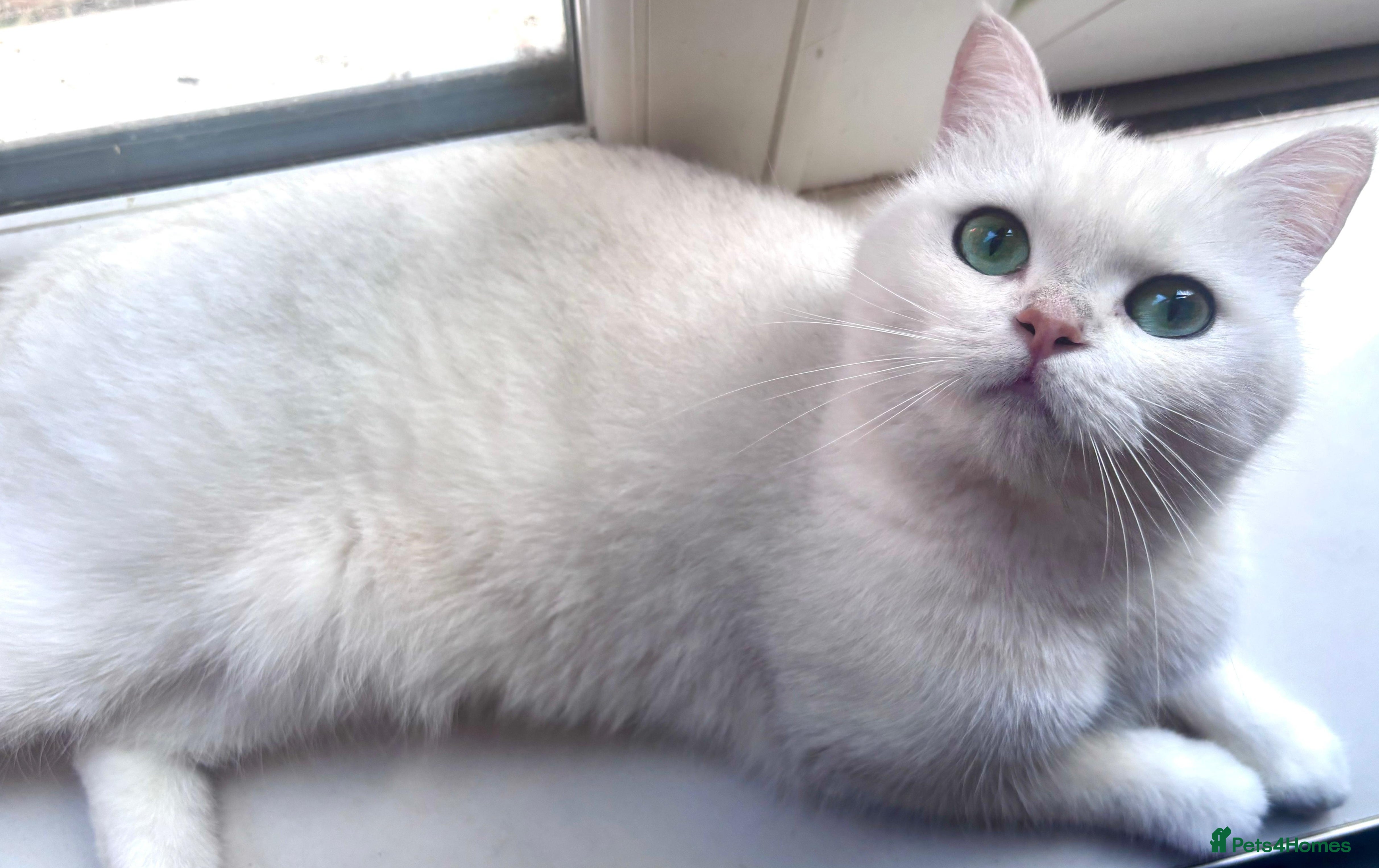 British Shorthair cats British Shorthair - Advert 2