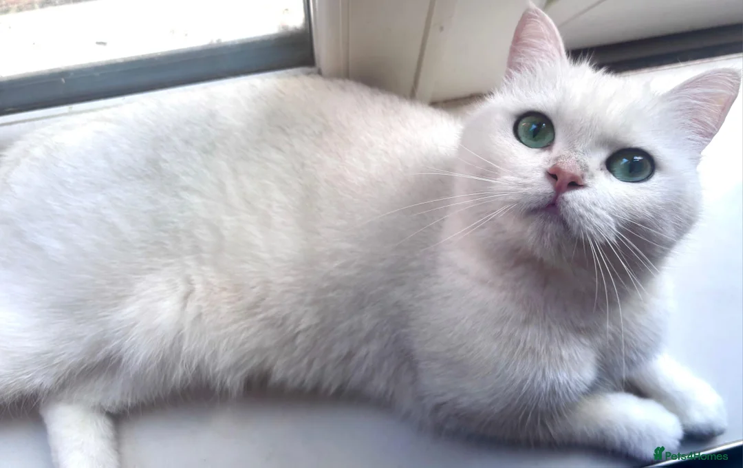 British Shorthair cats for sale: British Shorthair - Advert 1