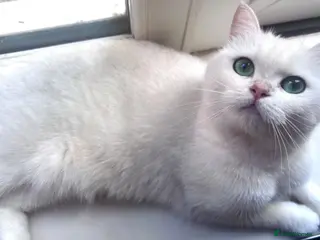 British Shorthair cats British Shorthair - Advert 2