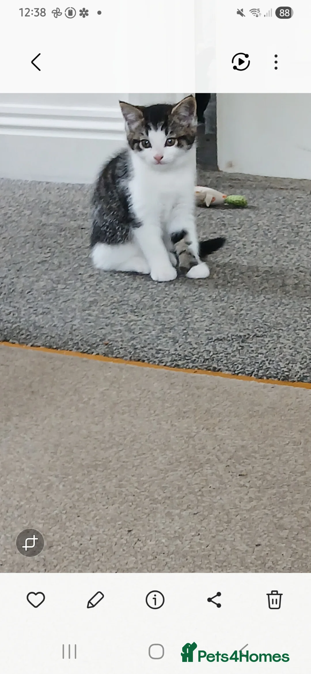 Mixed Breed cats for sale: kittens in Hitchin - Advert 2
