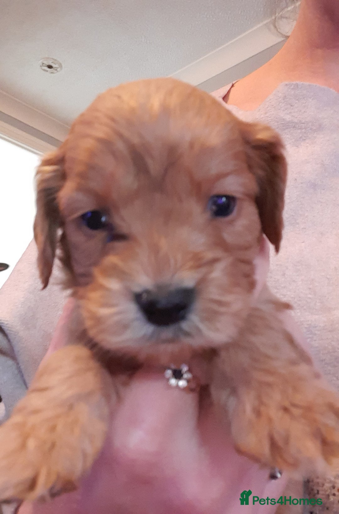 Cockapoo dogs for sale: Stunning litter of cockapoos  - Advert 5