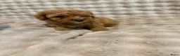Cavapoo dogs for sale: 5 beautiful Cavapoo pups  - Advert 9