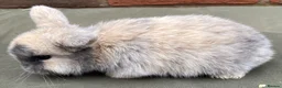 Mini Lop rabbits for sale: STUNNING PURE BRED MINI LOPS MUST SEE - Advert 3