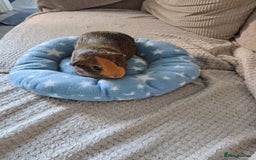 Guinea Pig rodents for sale: 3 Female Guinea Pigs  - Image 6
