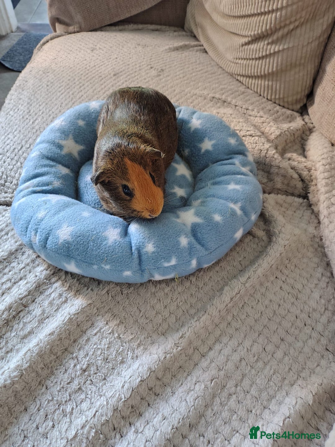 Guinea Pig rodents for sale: 3 Female Guinea Pigs  - Image 6