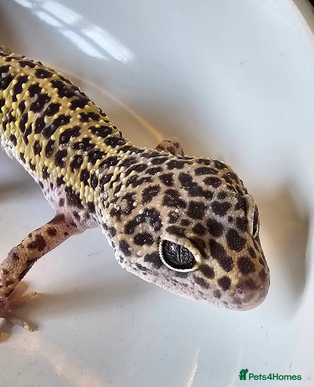 Leopard Gecko reptiles for sale: Male leopard gecko in Chelmsford - Advert 2