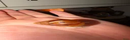 Snails invertebrates for sale: Albino Giant African Land Snails (Achatina Fulica) - Advert 6